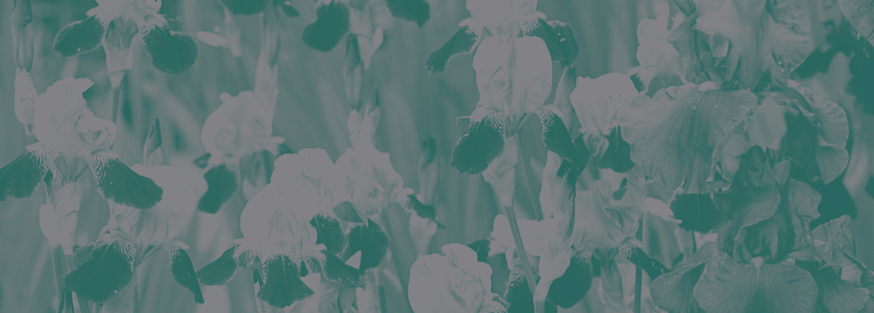 The “Iris di Trebecco”