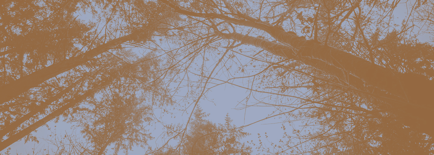 header-ambiente